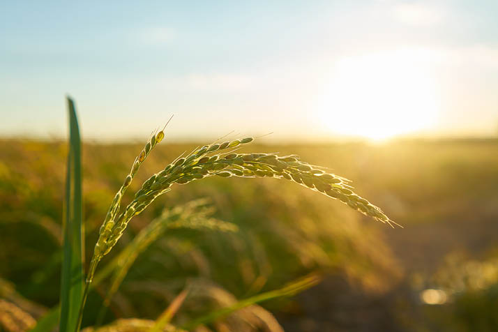 Detail of the rice plant at sunset in Valencia, with the plantation out of focus. Rice grains in plant seed.